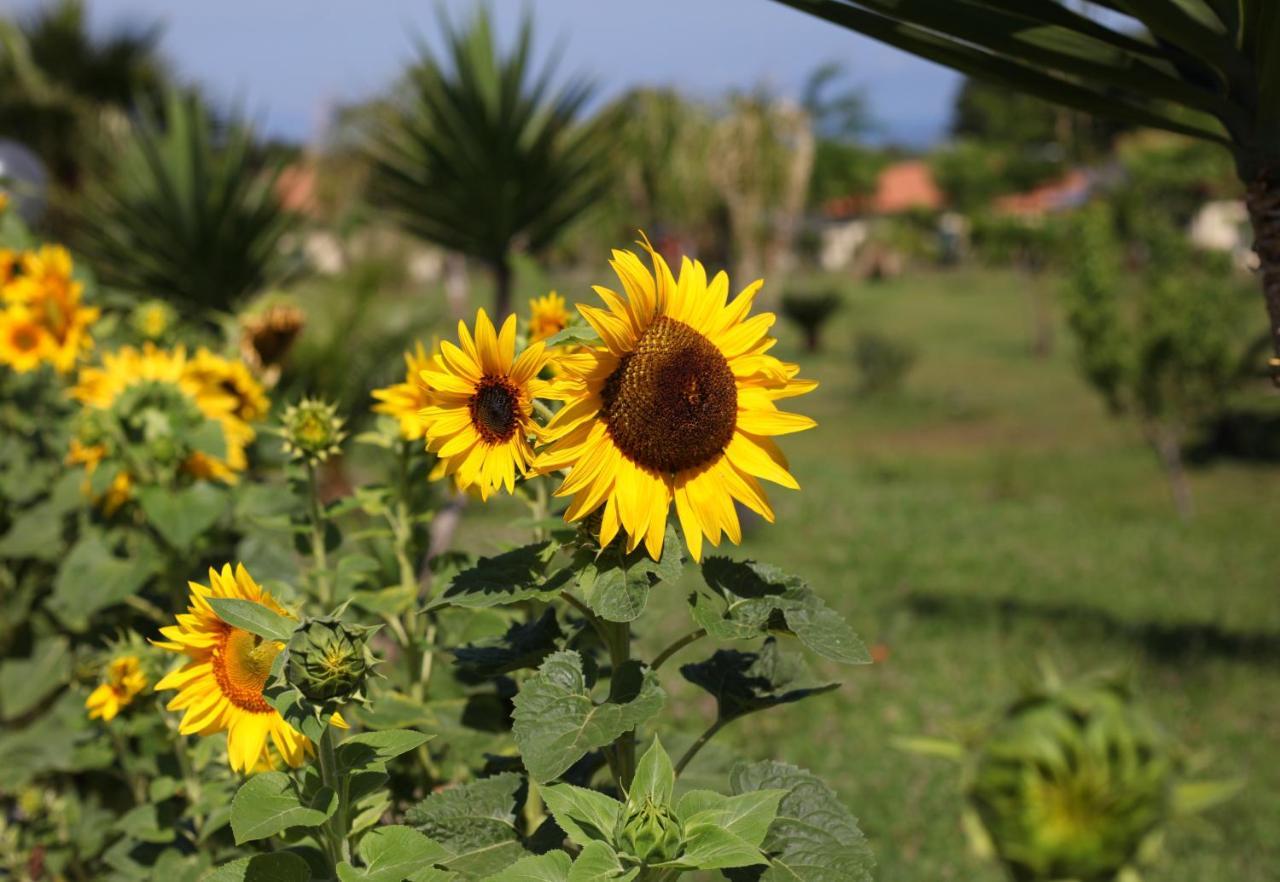 Agriturismo Ninea Ricadi Dış mekan fotoğraf