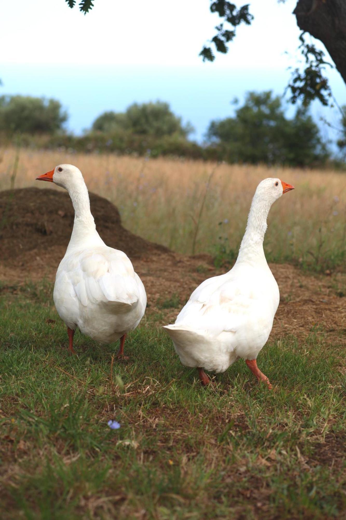 Agriturismo Ninea Ricadi Dış mekan fotoğraf